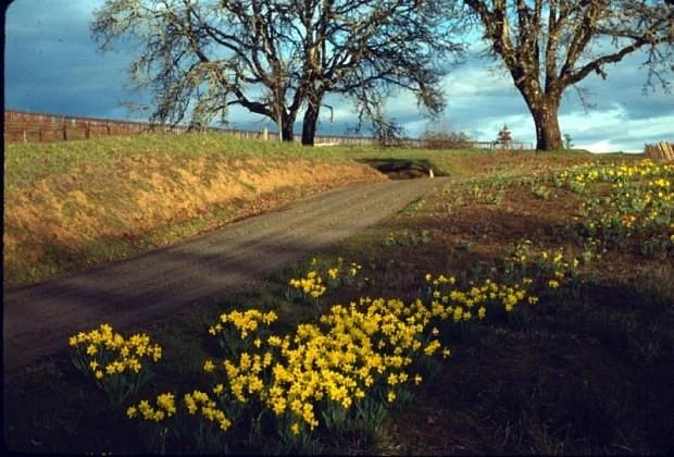 Yamhill Valley Vineyards