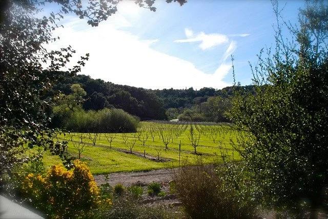Vino V Wines