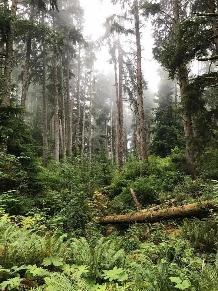 Cathedral Tree Trail