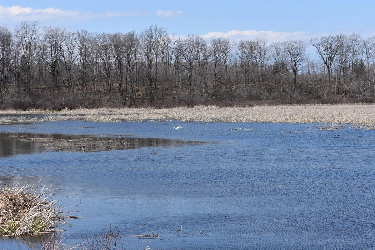 Beaver Meadow Wildlife Management Area