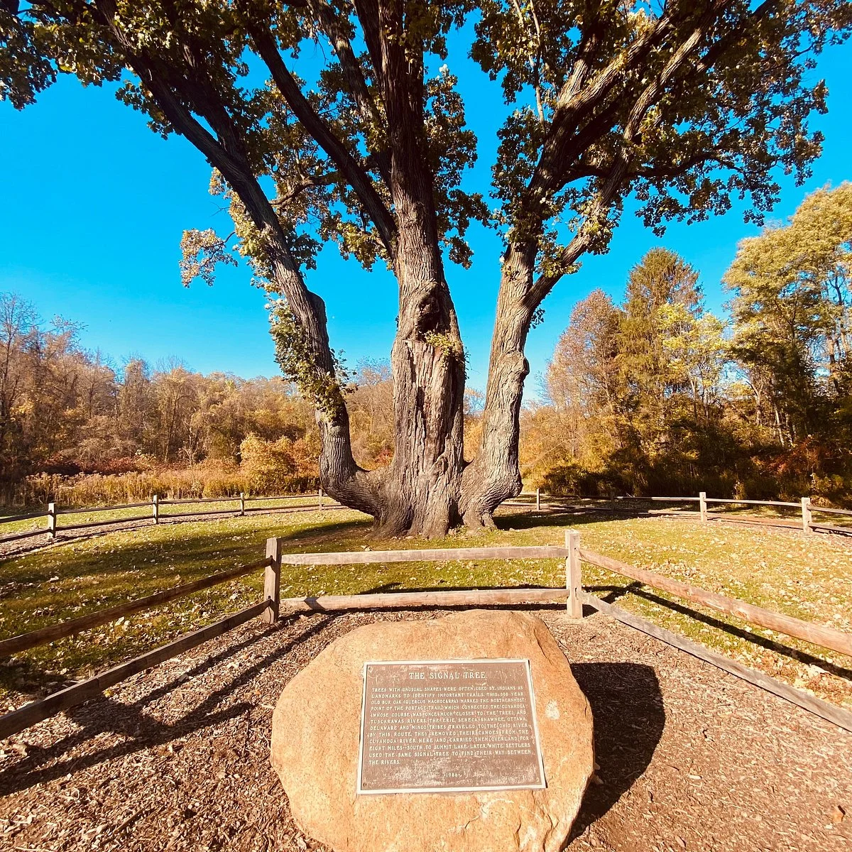 Indian Signal Tree