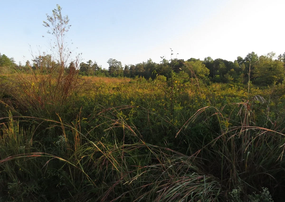 Bunched Arrowhead Heritage Preserve