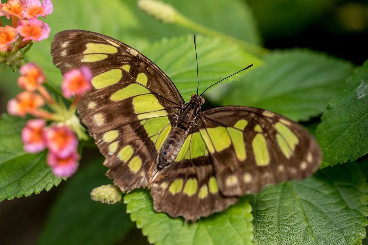 Butterfly World Coombs