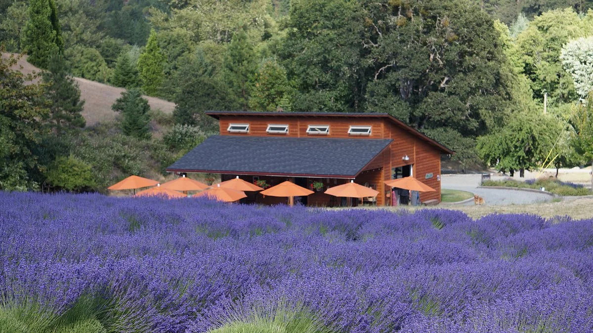 The English Lavender Farm