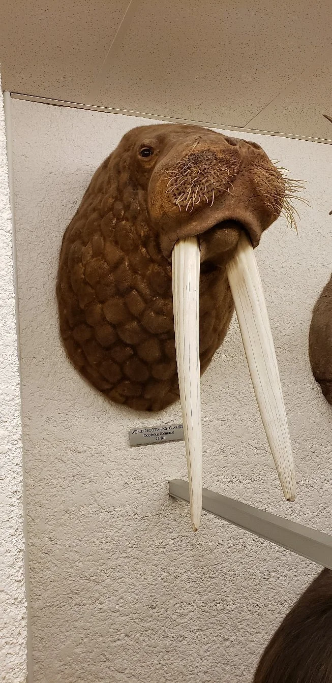 Werner Wildlife Museum