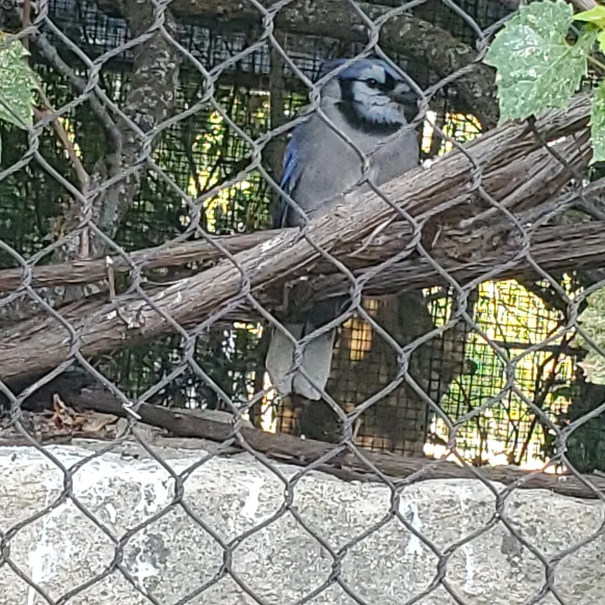 Kansas Wildlife Exhibit