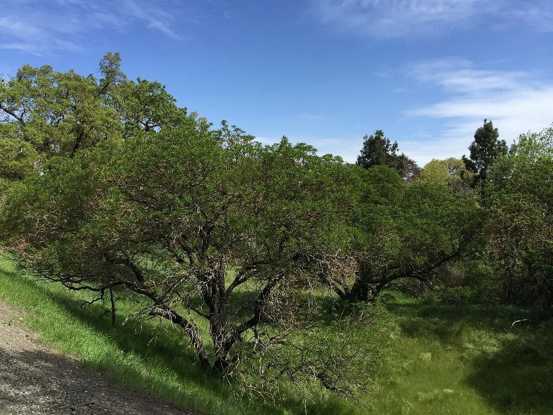 Dublin Hills Regional Park
