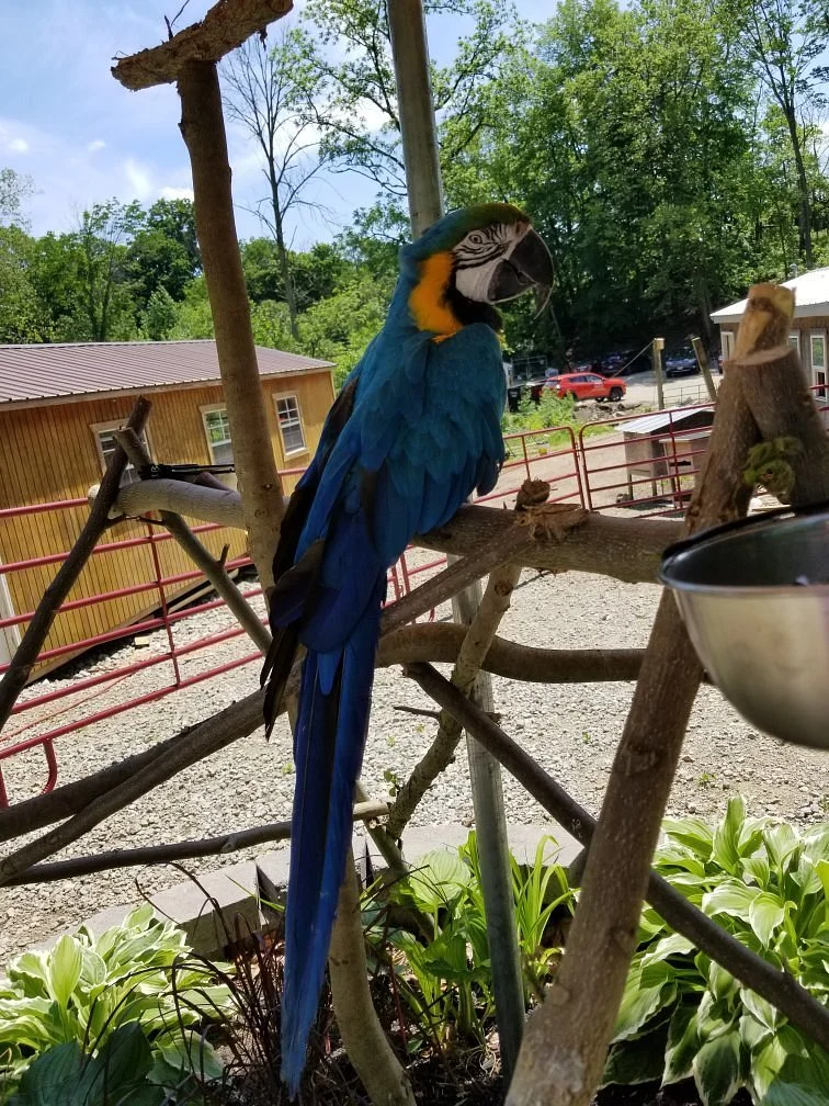 Safari Junction, Home Of Valley Exotics