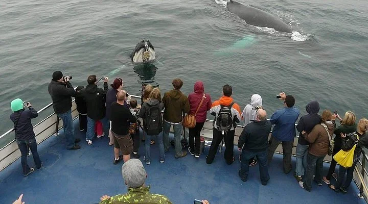 South Dildo Whaling and Sealing Museum