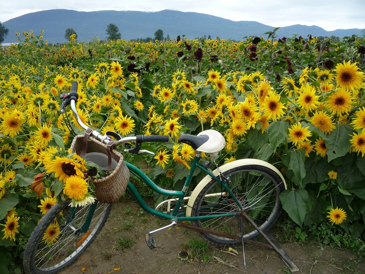 Chilliwack Sunflower Festival