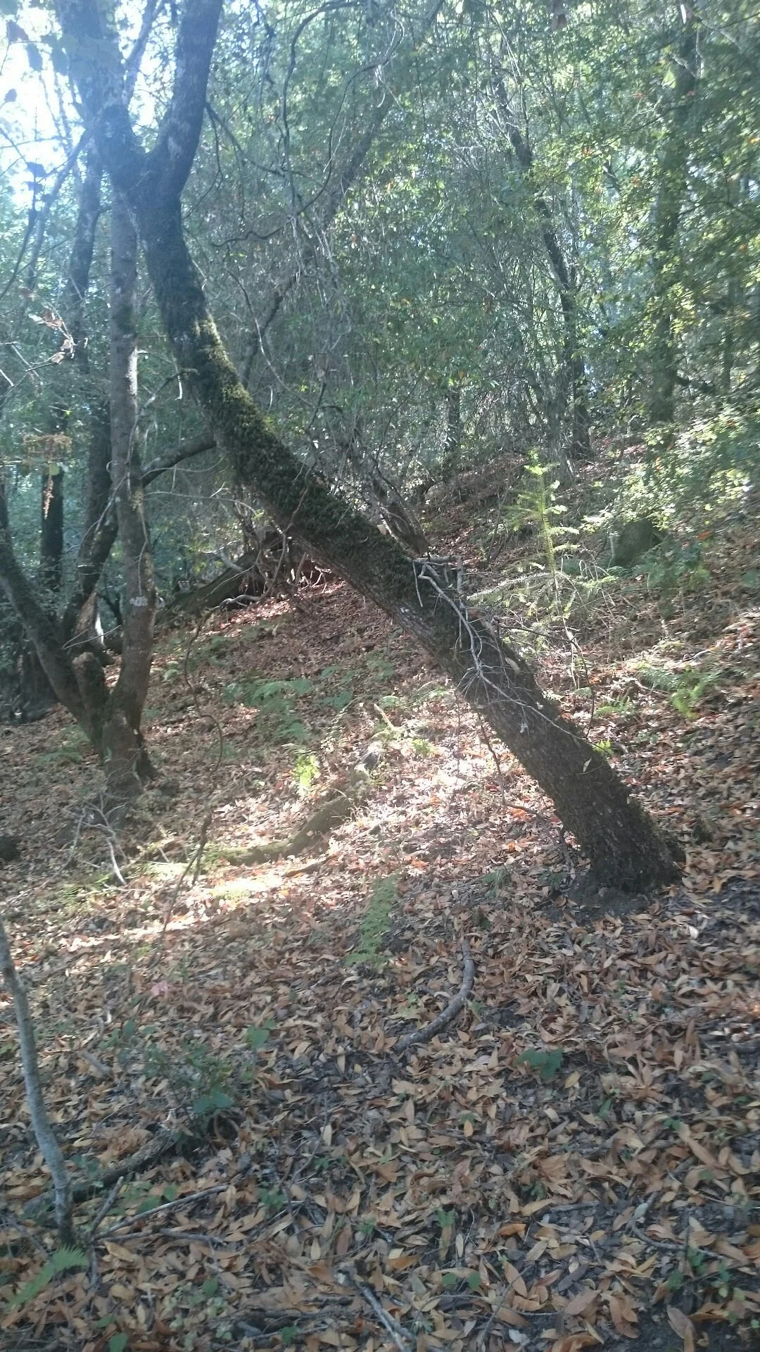 San Andreas Fault Trail