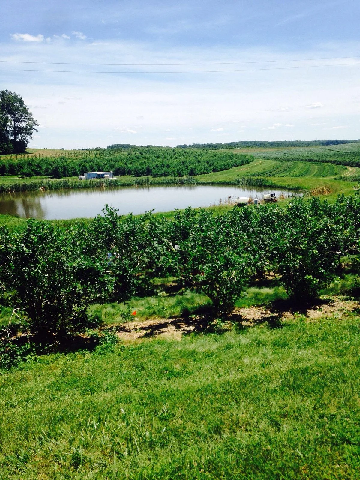 Shaw Orchards