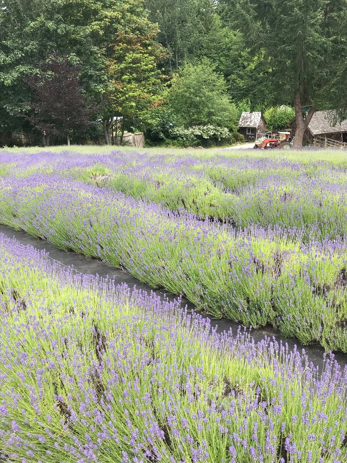 Sacred Mountain Lavender Farm
