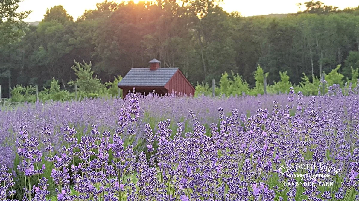 Orchard View Lavender Farm