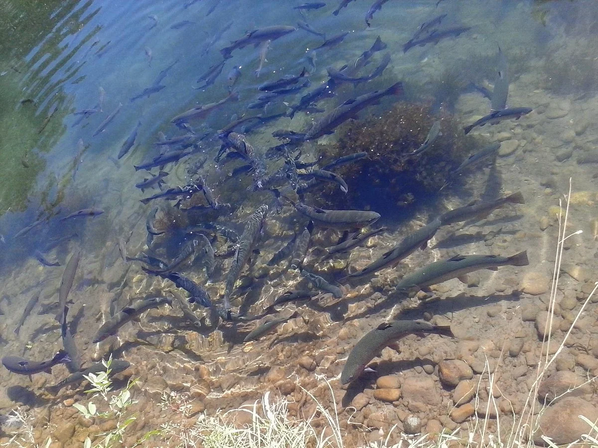 Winthrop National Fish Hatchery