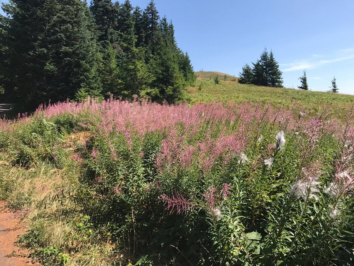 Mary's Peak Trail