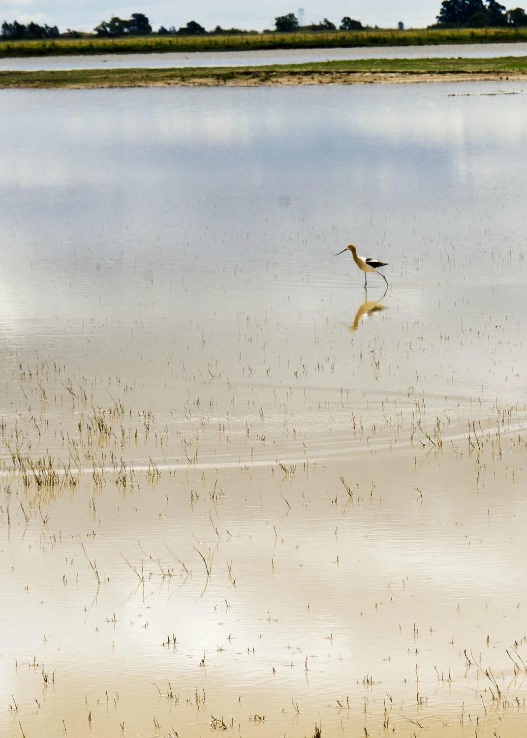 Jepson Prairie Preserve