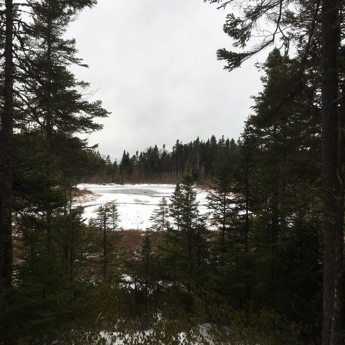 Thomas Howe Demonstration Forest