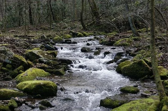 Cosby Picnic Area