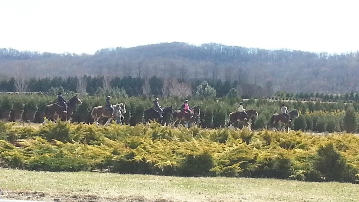 Willow Grove Farm
