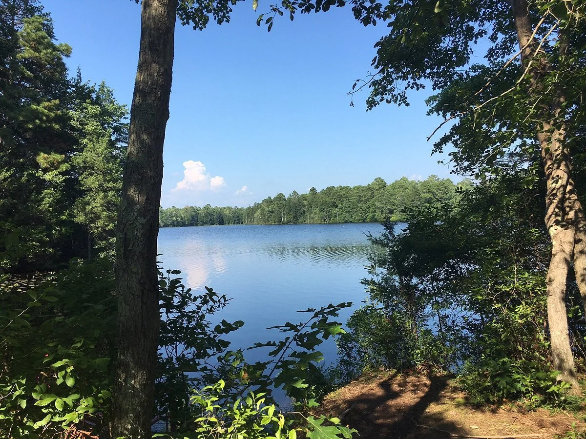 Belleplain State Forest