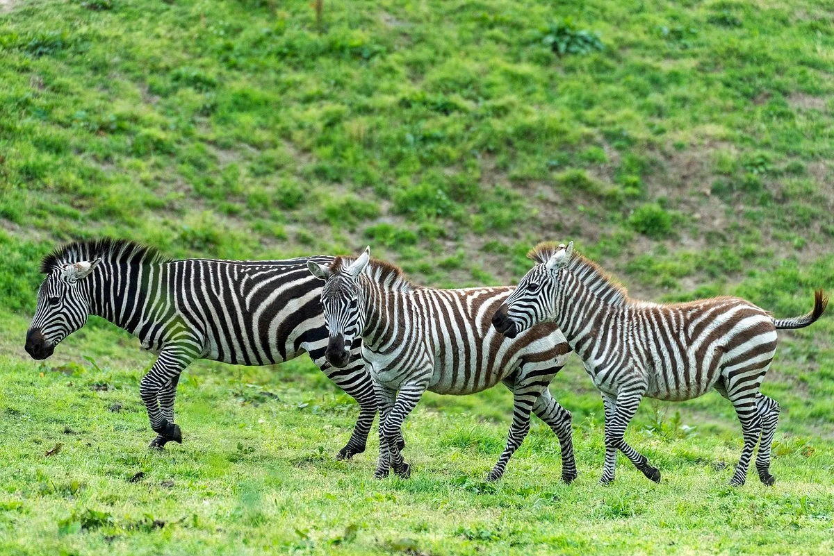 African Safari