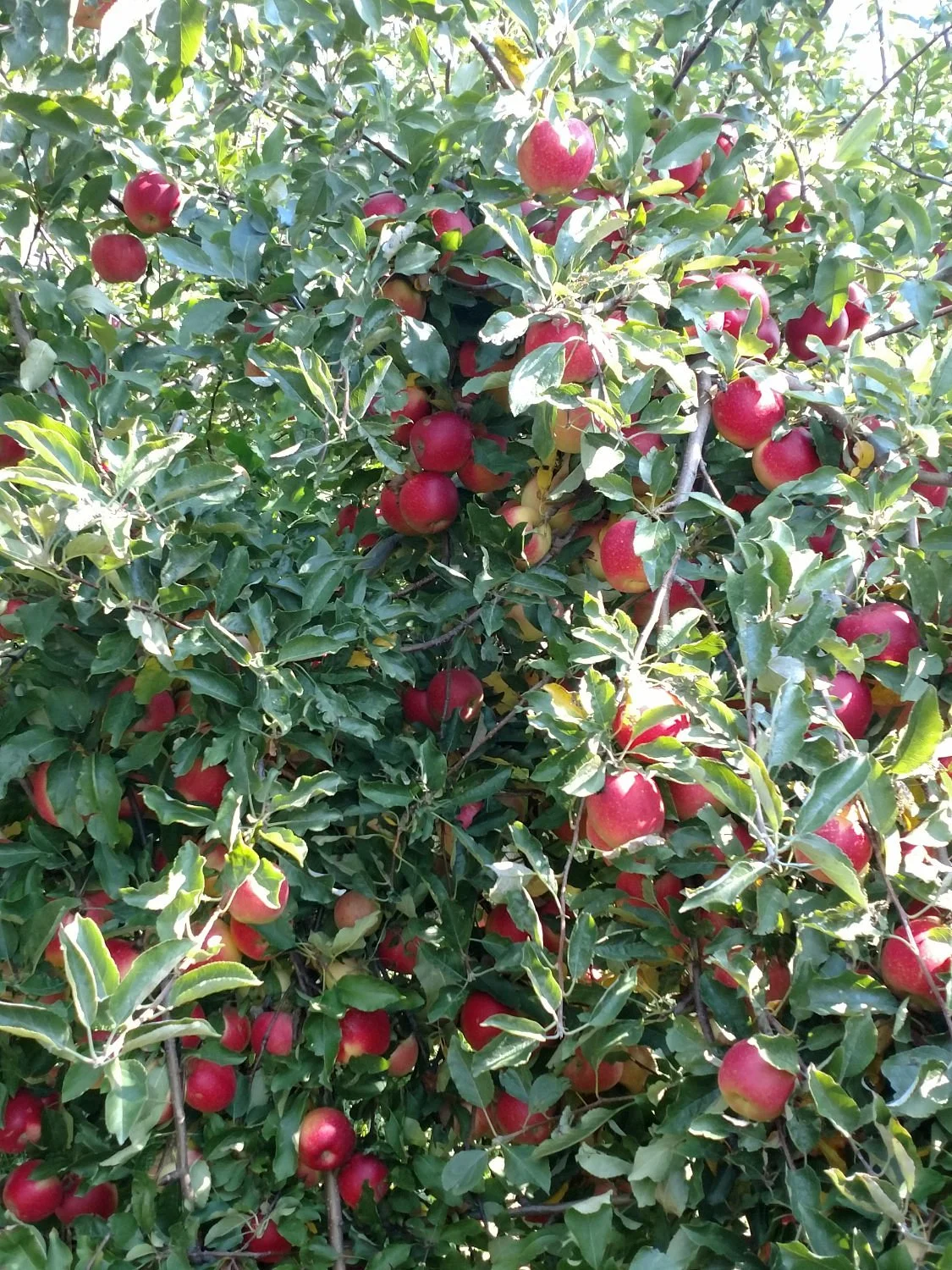 Keller's Farmstand