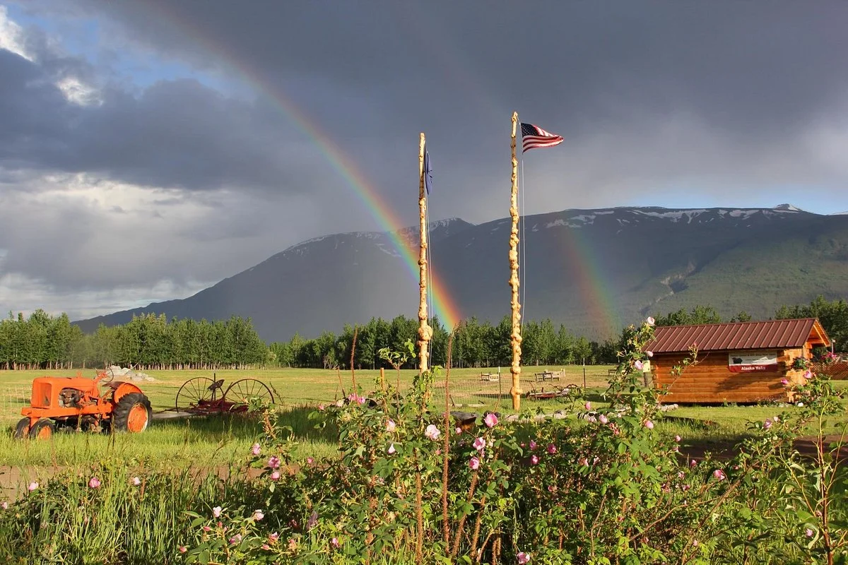 Alaska Yaks