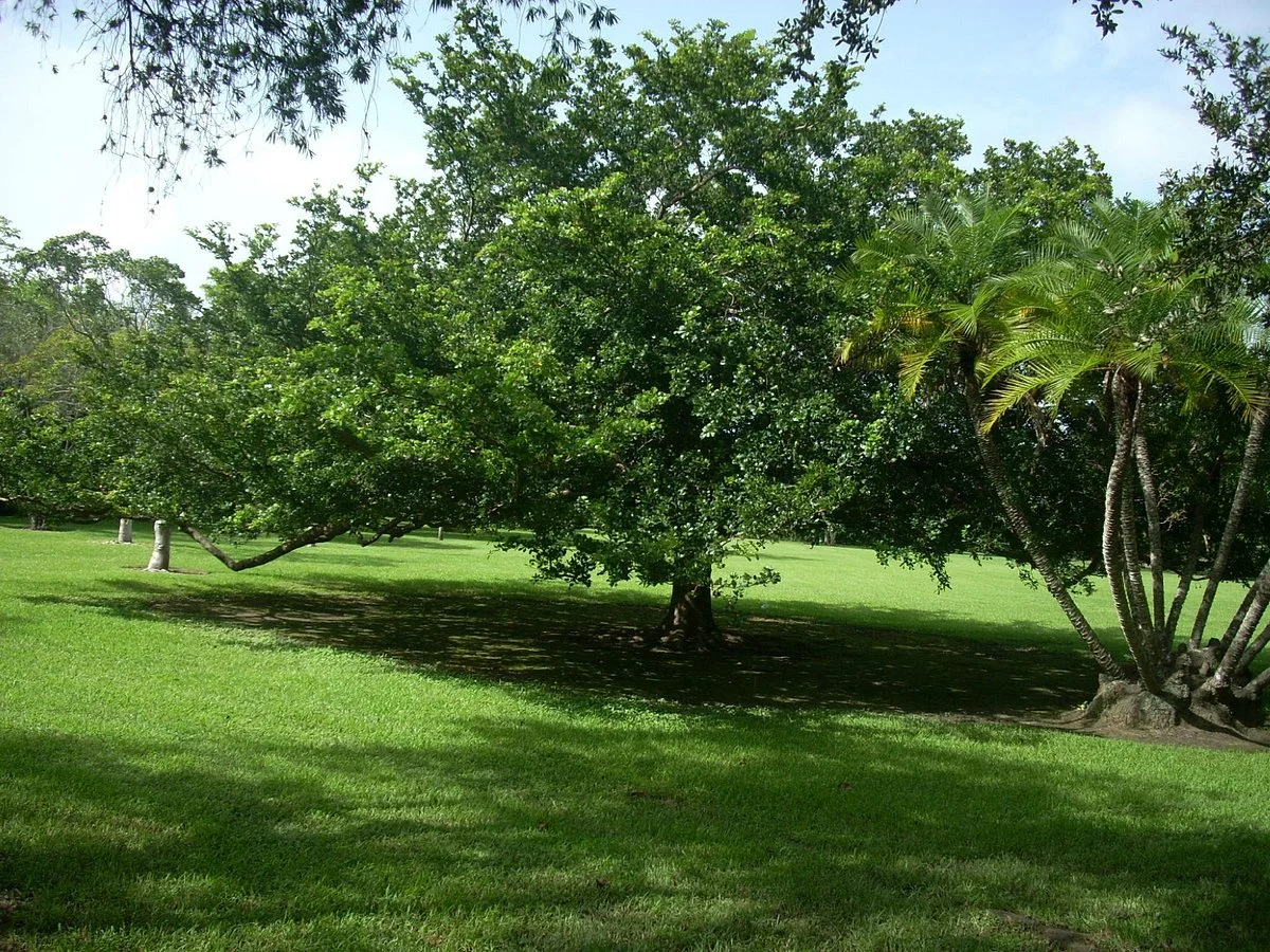 Coral Pine Park