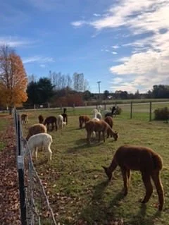 Northern Solstice Alpaca Farm