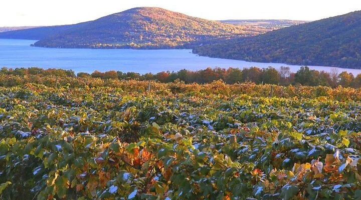 Finger Lakes Gallery & Frame