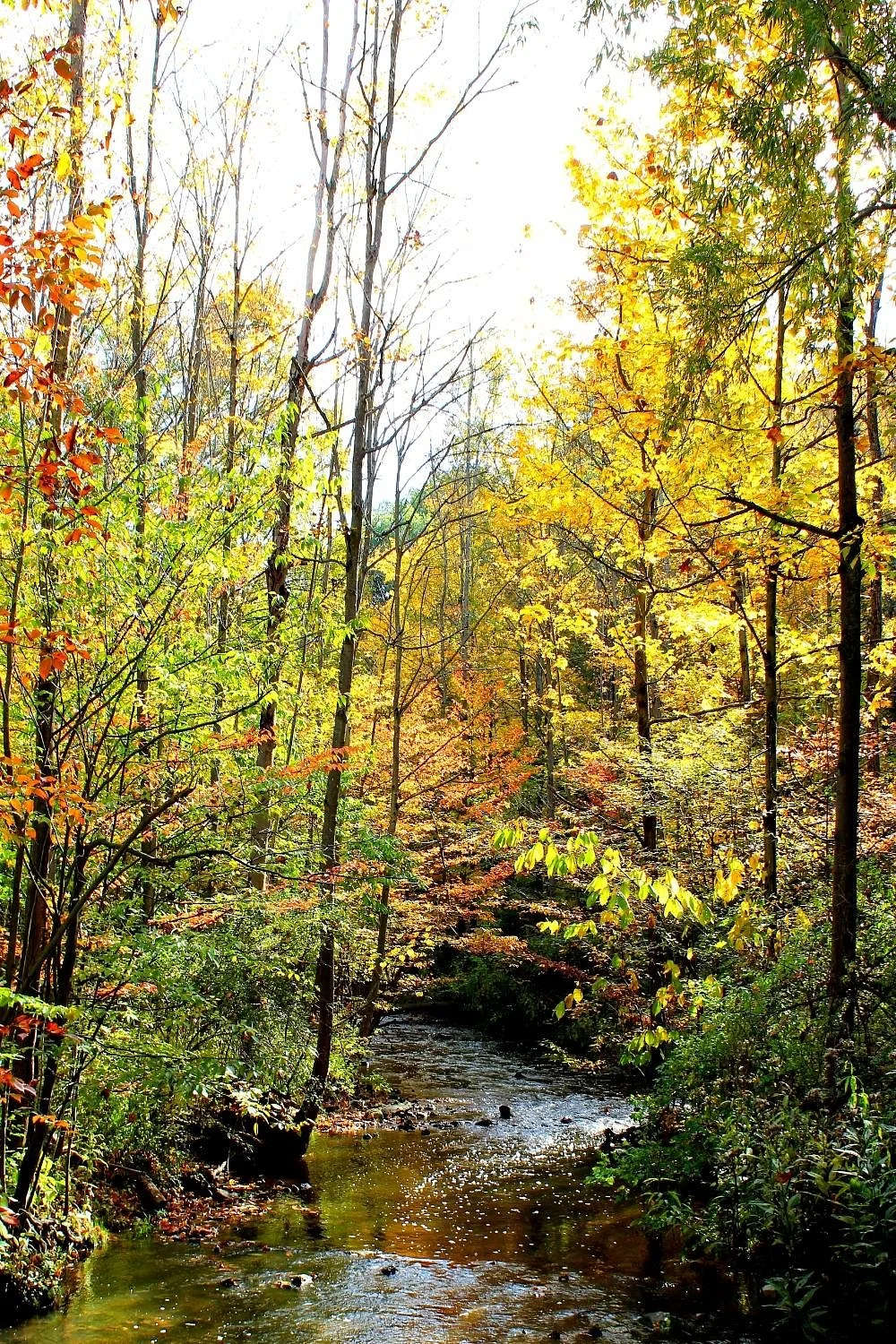 Royalton Ravine Park