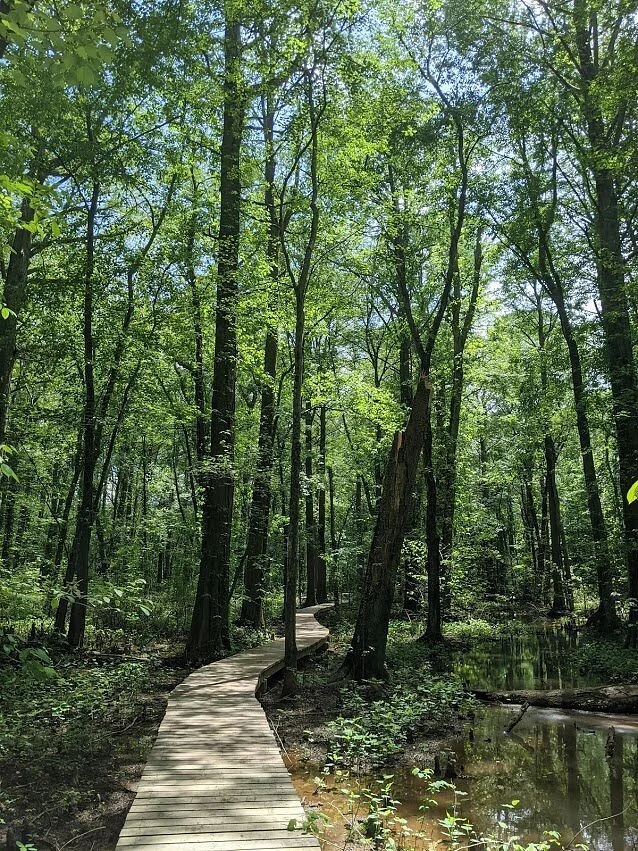 Battle Creek Cypress Swamp Sanctuary