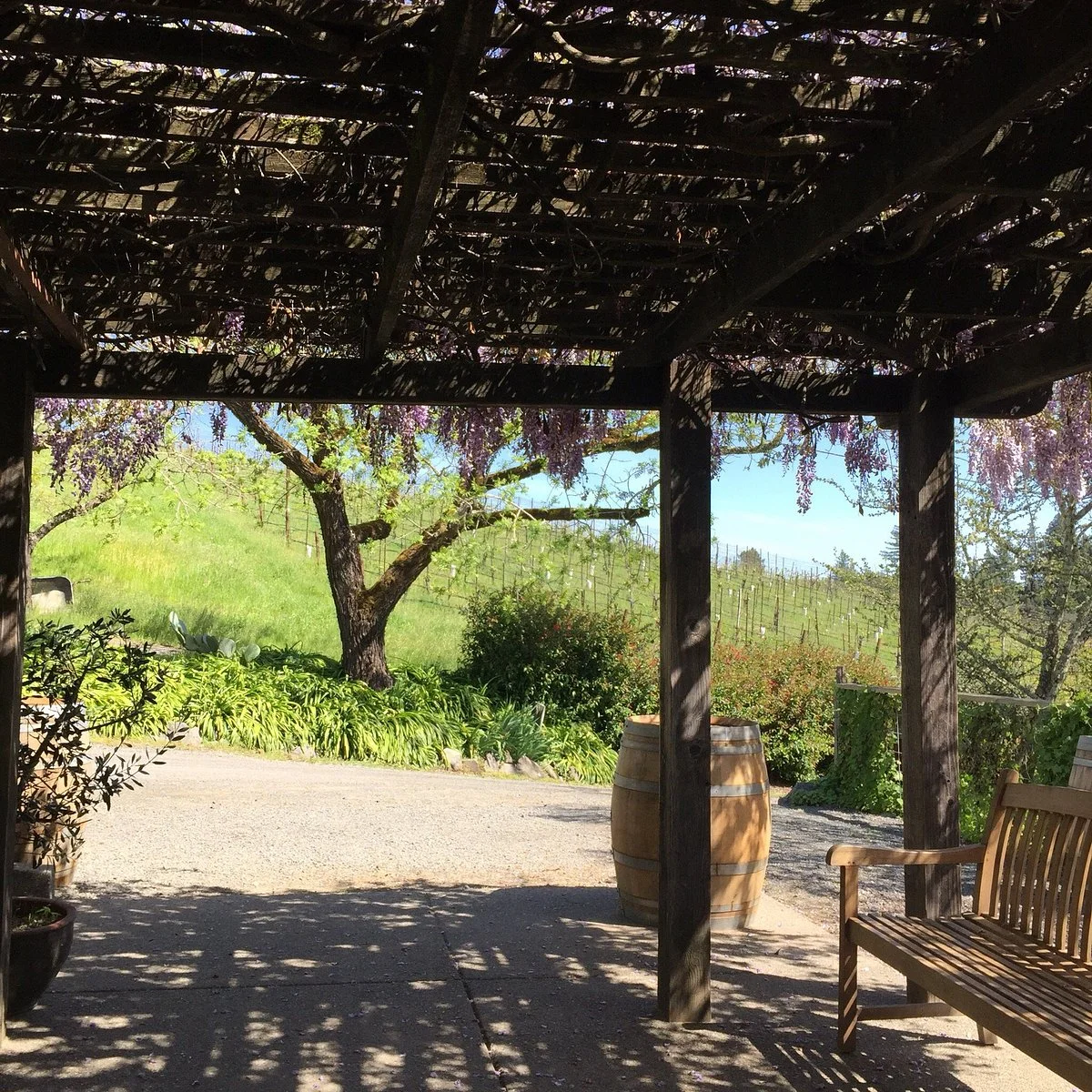 Porter Creek Vineyards