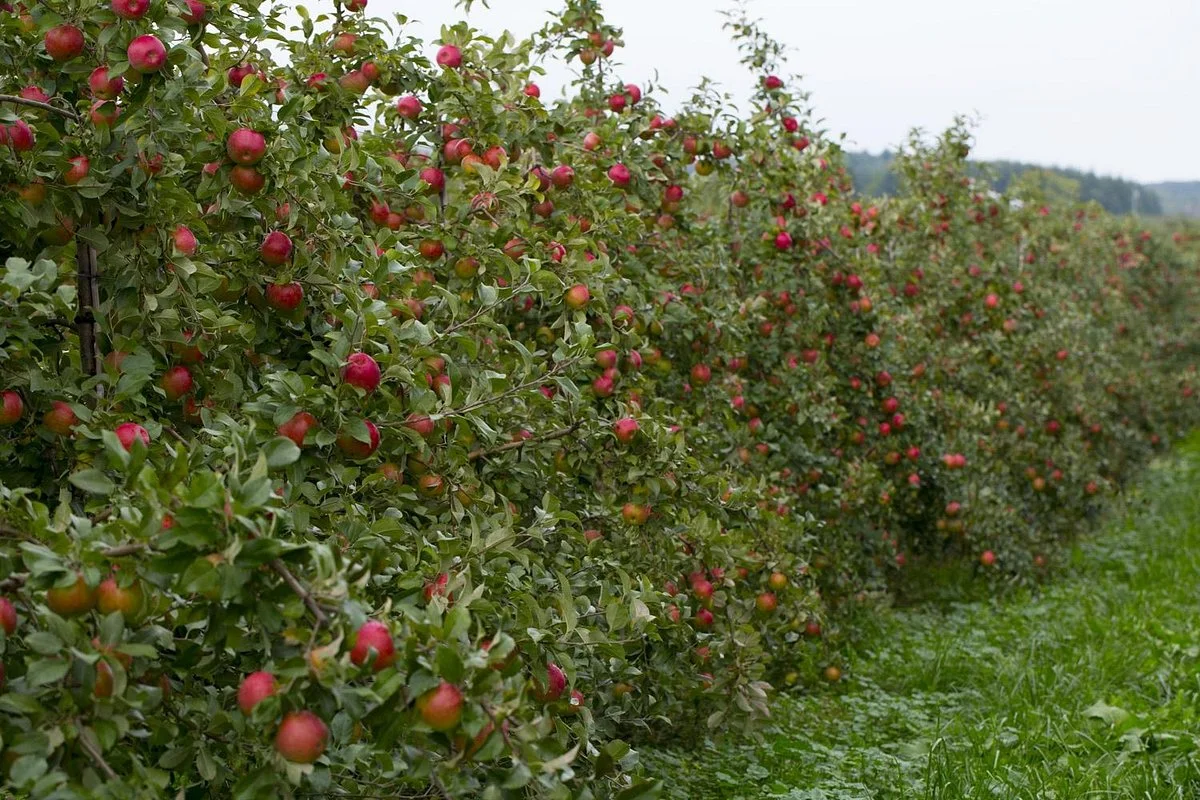 King Orchards