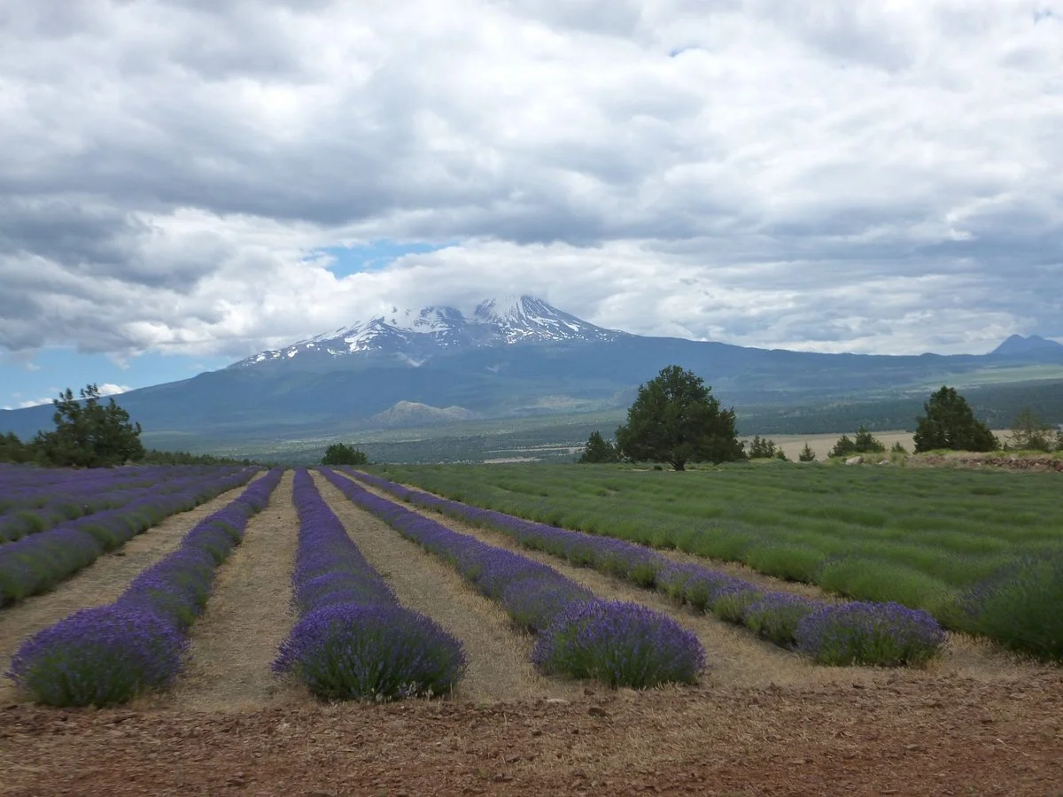 Mt Shasta Lavender Farm