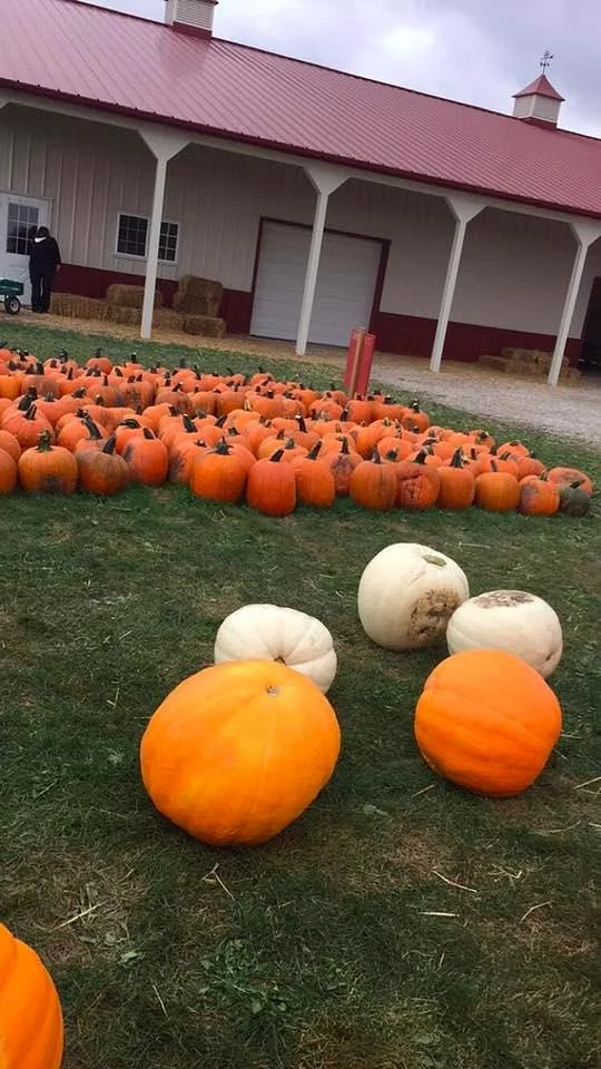 Heap's Giant Pumpkin Farm