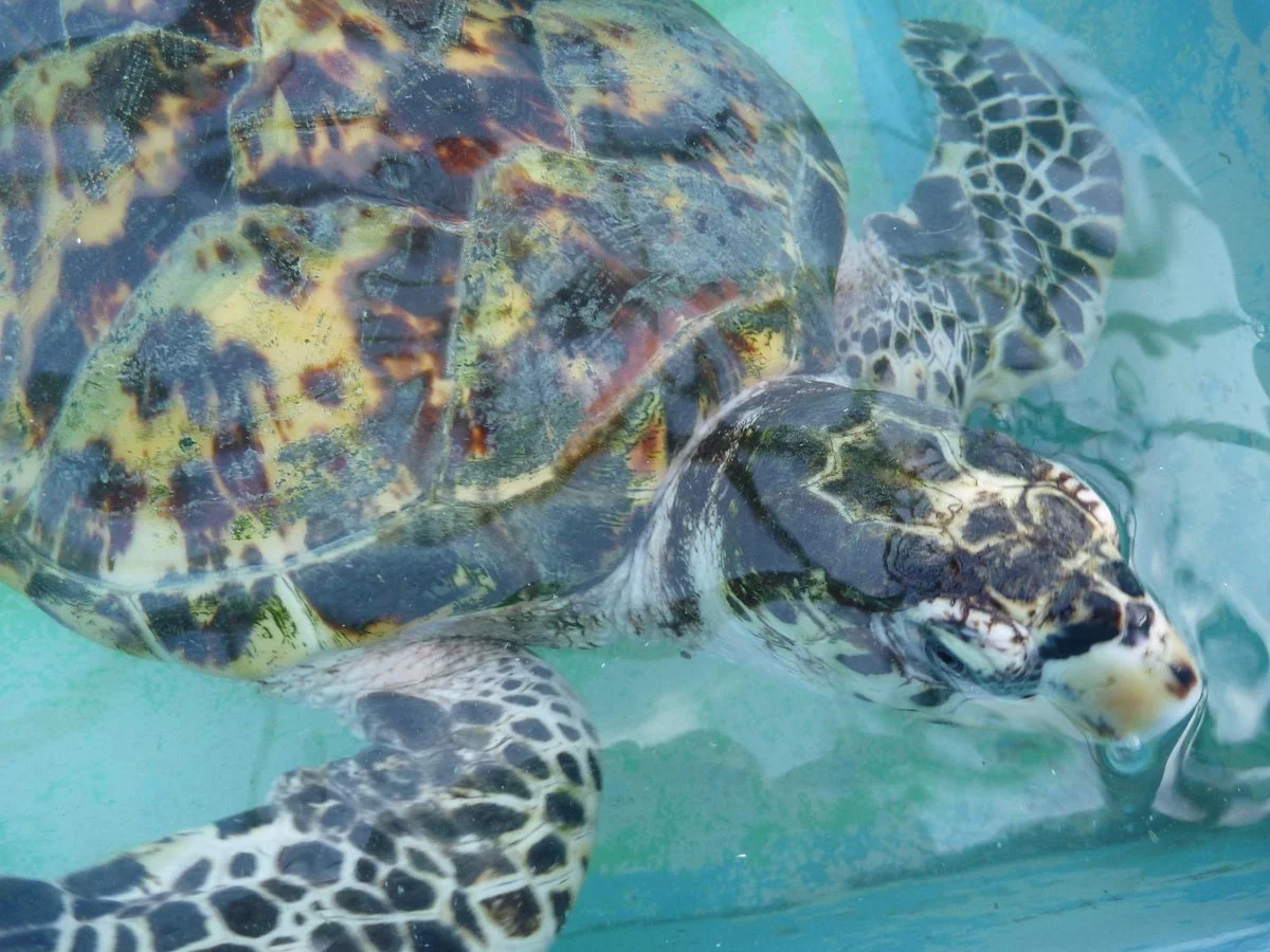 Old Hegg Turtle Sanctuary