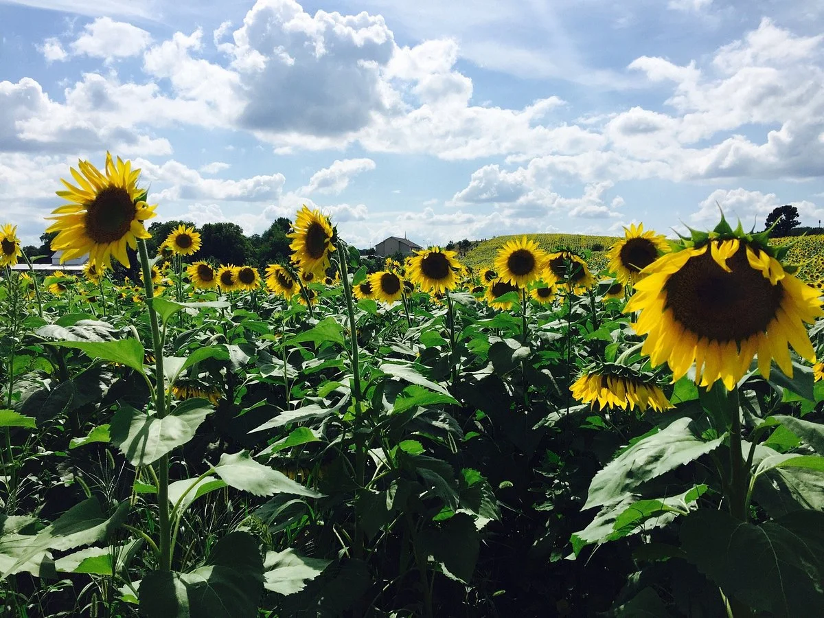 Pope Farm Conservency
