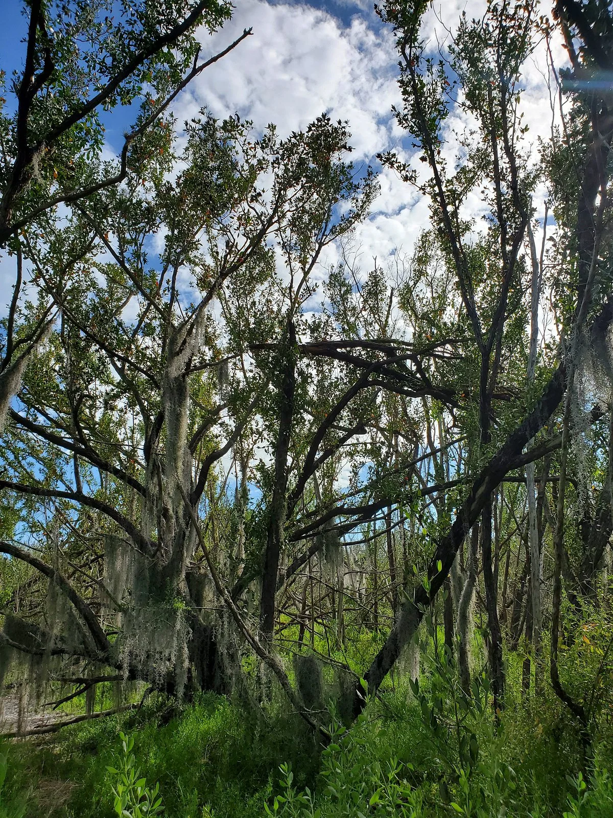 Coastal Prairie Trail
