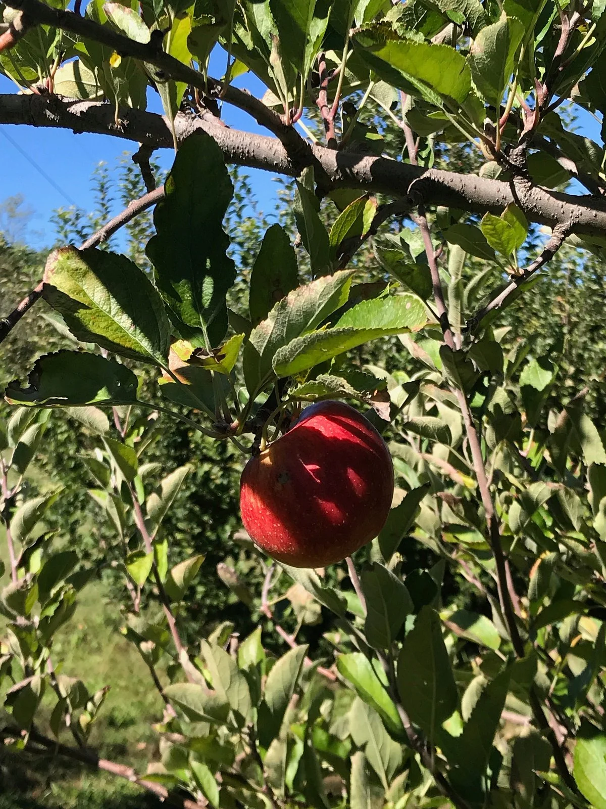 Wheeler’s Orchard & Vineyard