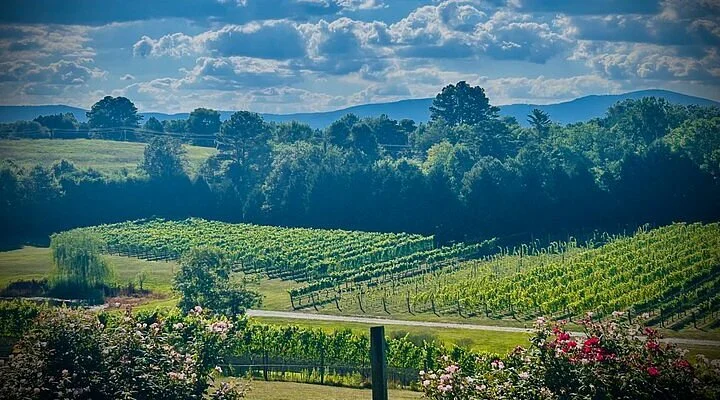 Mountainside Wine