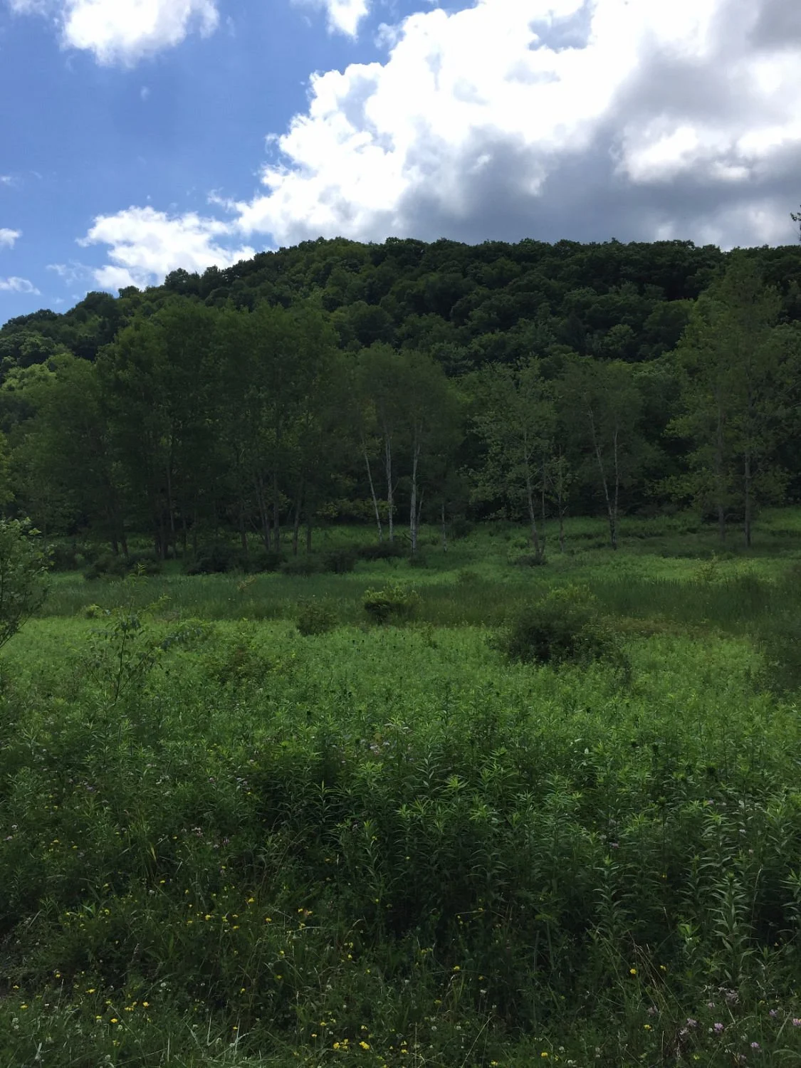 Mahoning Shadow Trail