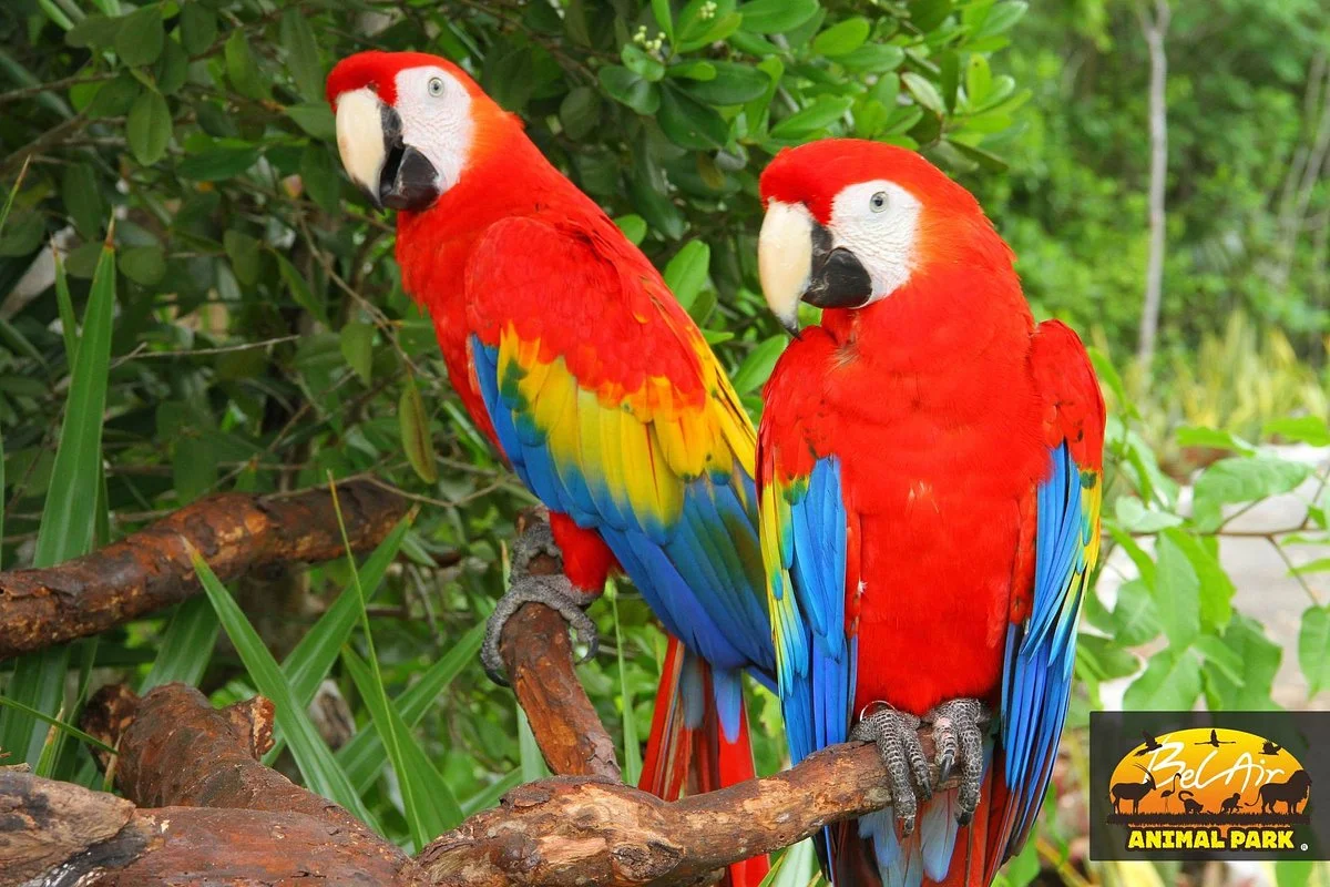 Bel Air Animal Park