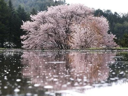Tennozakura