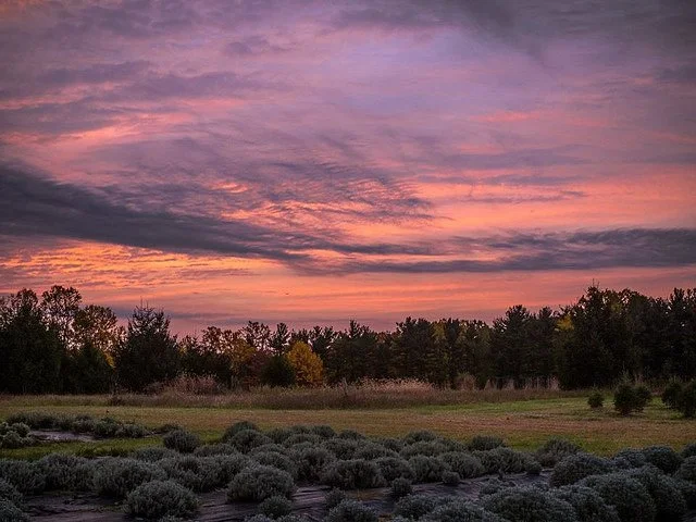 Mad Lavender Farm
