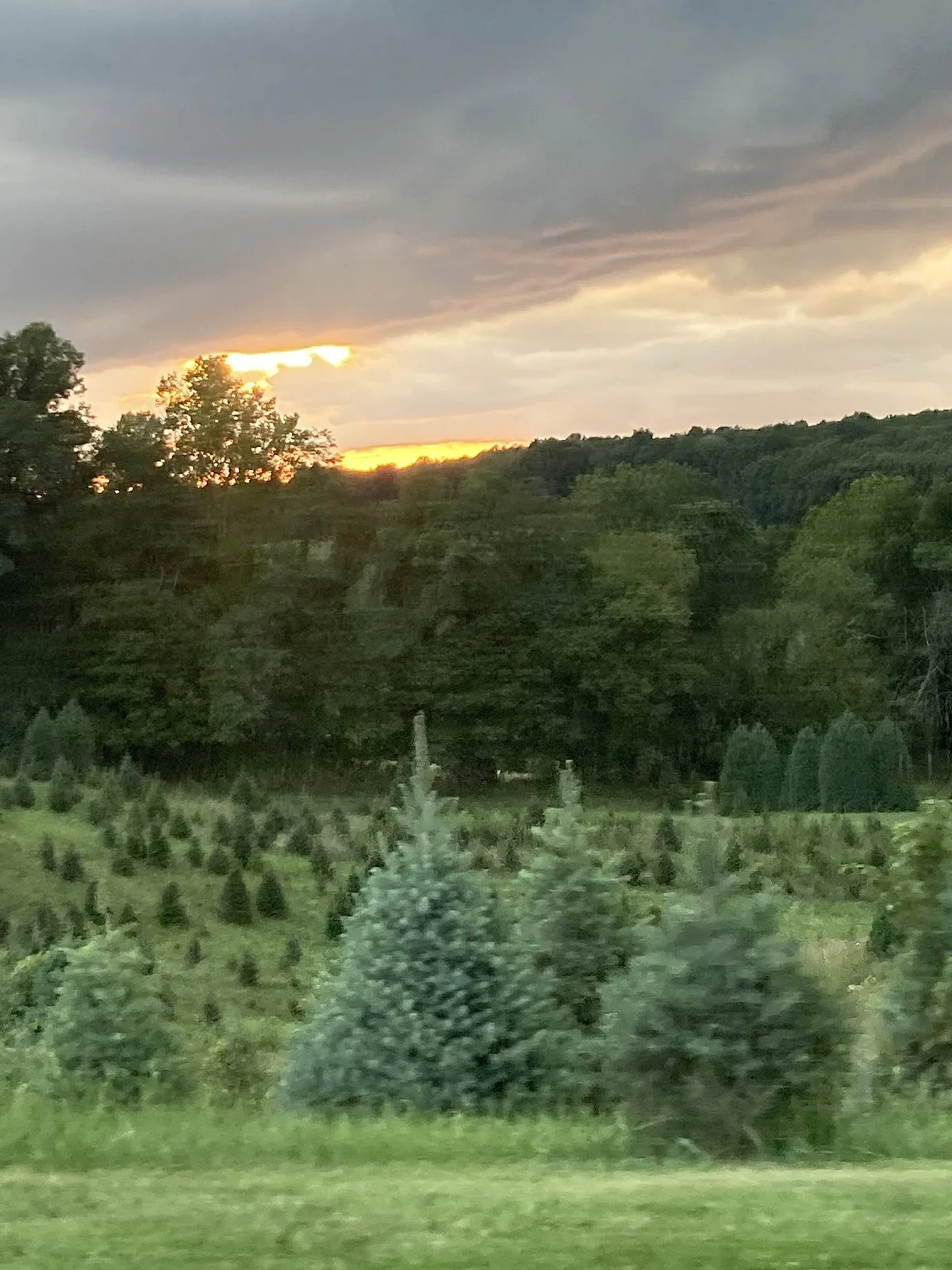 Bohman Christmas Tree Farm