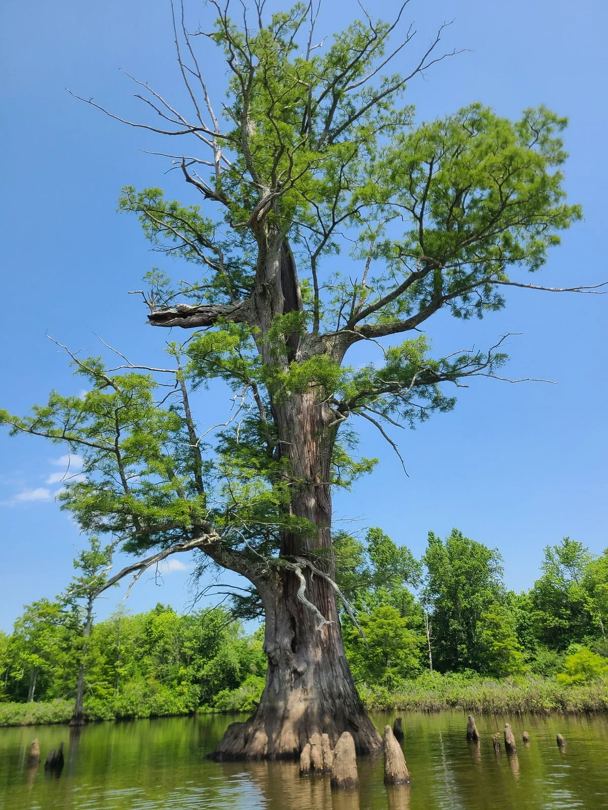Cache River State Natural Area