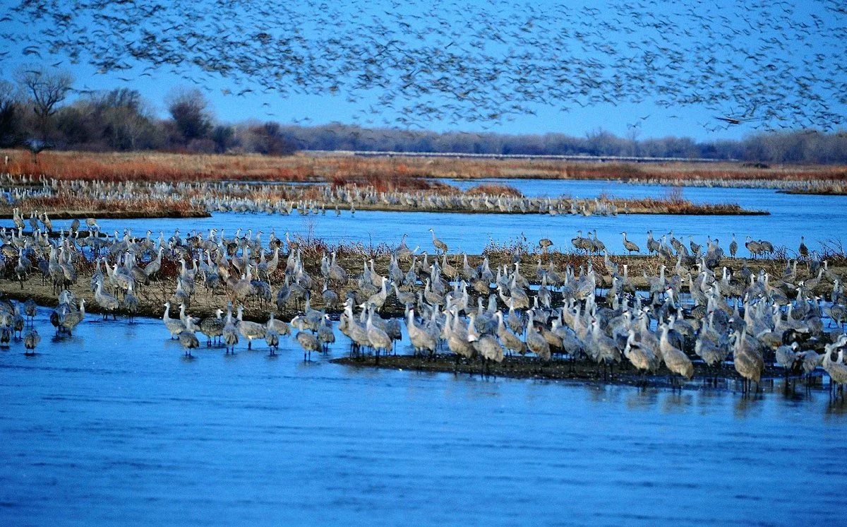 Audubon's Rowe Sanctuary