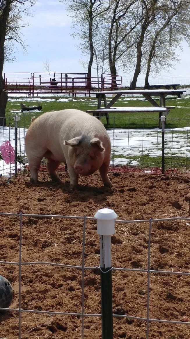 Havens Petting Farm